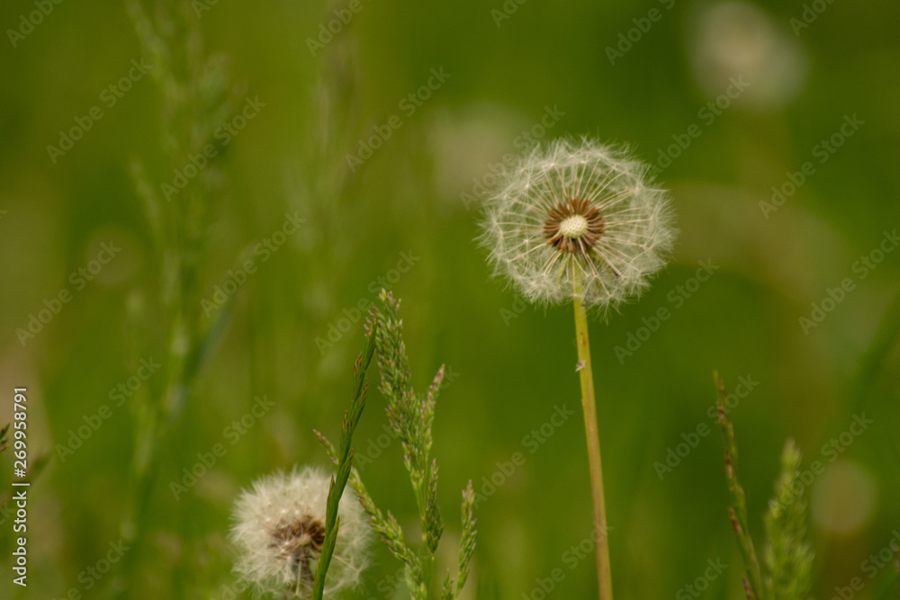 dandelion in grass