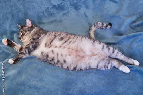 Cat lies belly up. Big belly of a pet. Cat close-up on a large blue blanket in full length. Copy space for text.