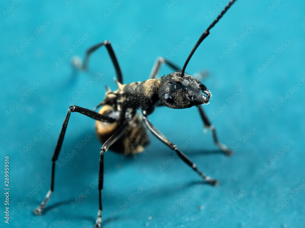 Macro Photo of Golden Weaver Ant on Blue Floor Macro Photo of Golden Weaver Ant on Blue Floor