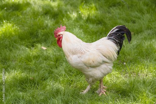 big white rooster on green grass meadow.