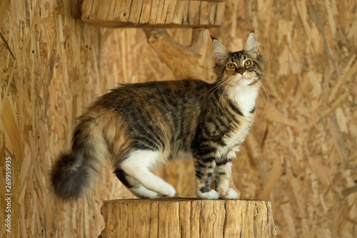 Maine Coon kitten