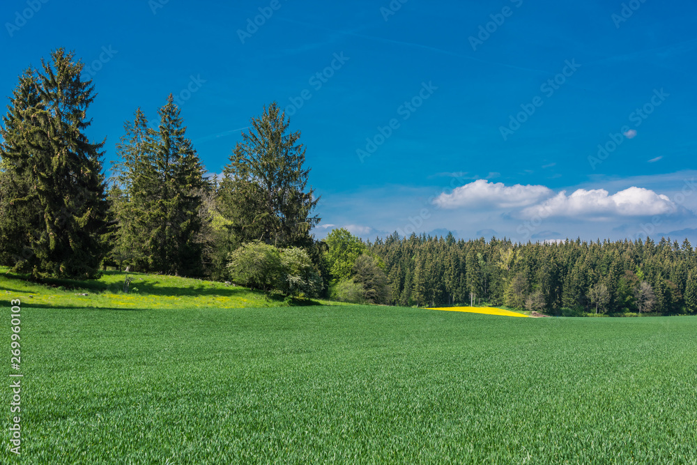 Obraz premium Green field with yellow flowers and blue sky. Panoramic view to grass on the hill on sunny spring day