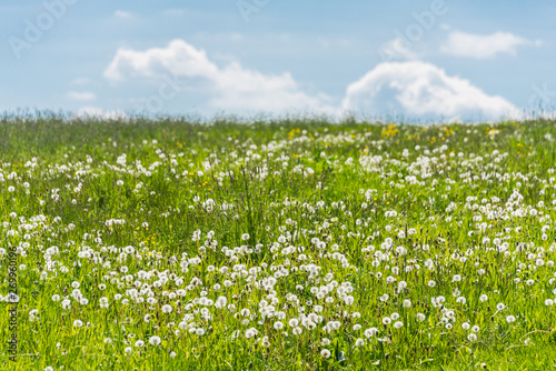 Green field with dandelion flowers and blue sky. Panoramic view to grass on the hill on sunny spring day