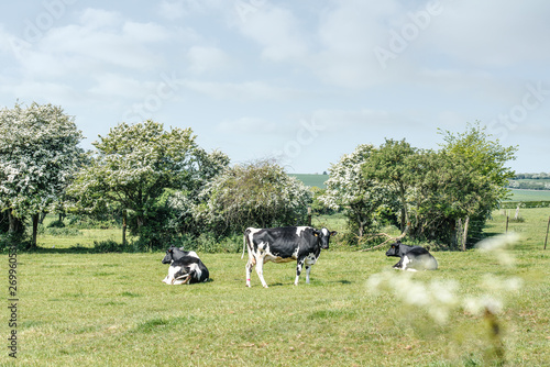 Leinwand Poster vache se reposant dans la pâture