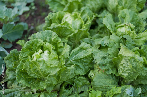 fresh organic vegetable, green leaf 