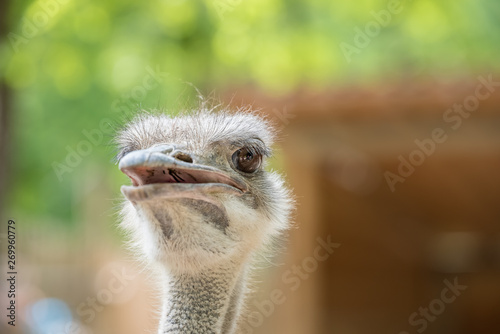 Ostrich Close up portrait with neck © epic_images