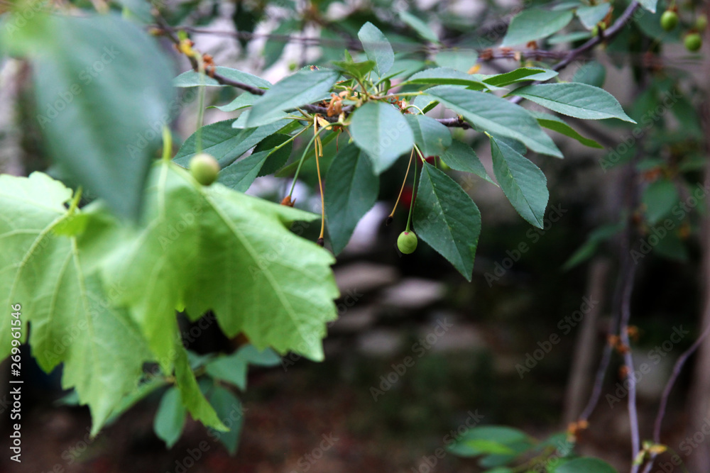 Green unripe cherry berries on branch with green leaves, soft blurry background Green unripe cherry berries on branch with green leaves, soft blurry background