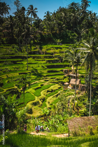 Rice field in Bali, Indonesia