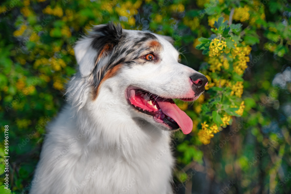 Happy purebred Australian Shepherd dog  sitting on a blooming beautiful colorful trees in spring in the park