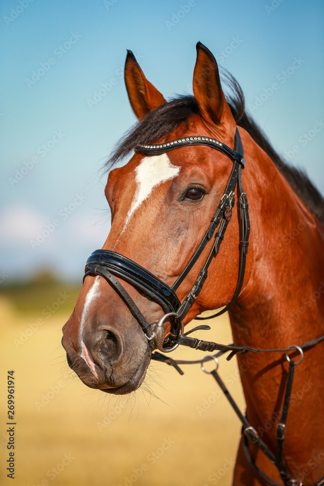 Fototapeta premium Horse, in portraits, close up head eye in summer in the wild..