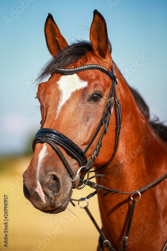 Horse, in portraits, close up head eye in summer in the wild..