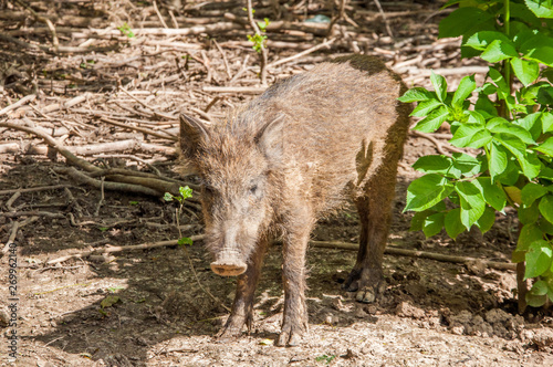 A small wild pig in the forest. Dirty.