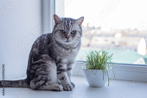 British cat sits on the window and wants to eat grass. The concept of caring about pets