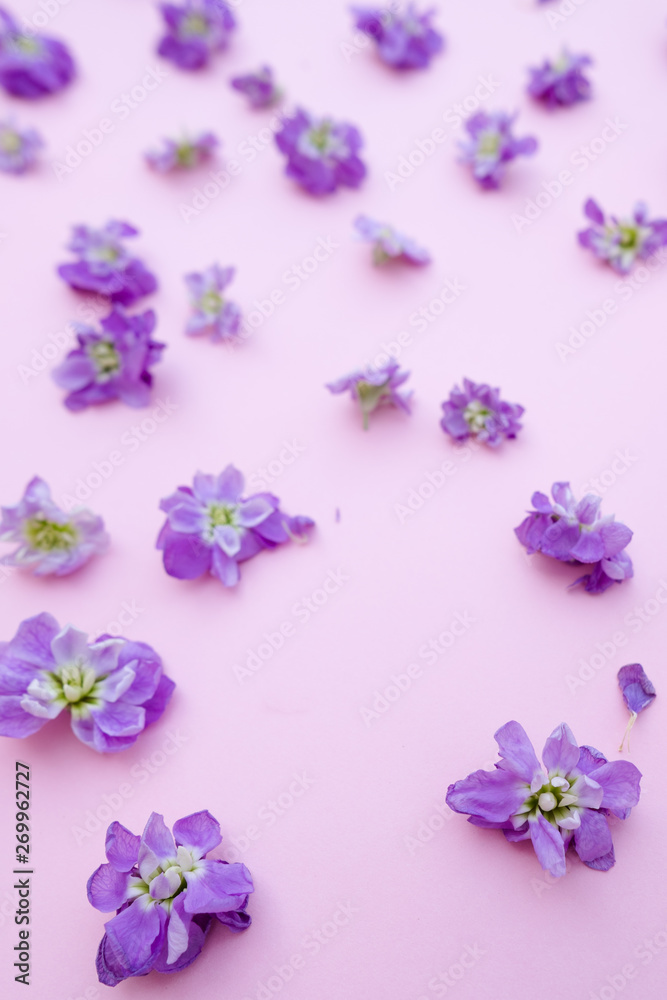 Violet  flowers on pink background