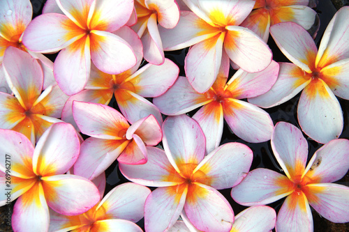 Plumeria flowers with water drops on petals