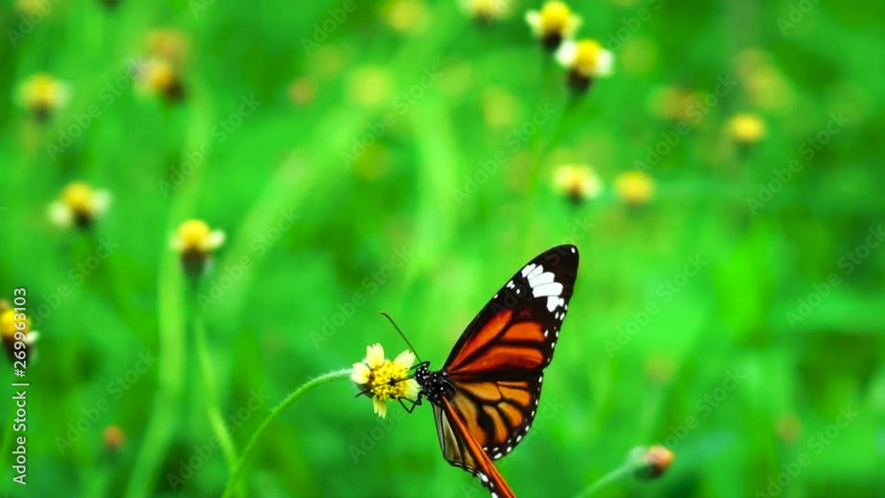 Full HD 1080P- Supper Slow Butterfly On The Grass Flower In Nature Summer Sun Full HD 1080P- Supper Slow Butterfly On The Grass Flower In Nature Summer Sun