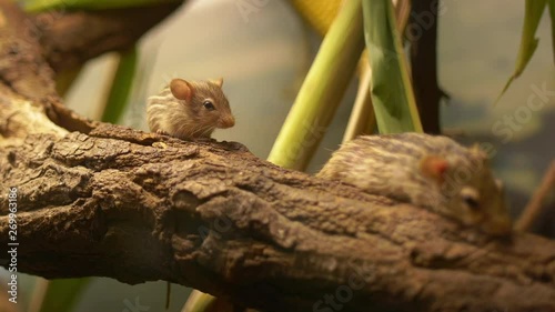 Zebra striped mouse closeup on branch photo