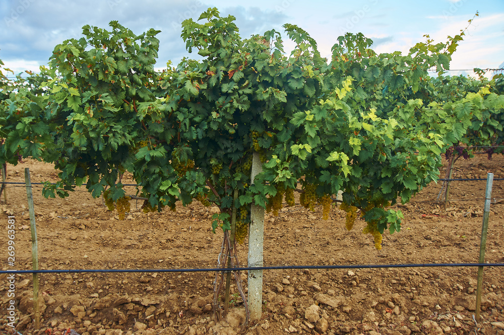 vine tree with ripe yellow grape bunch in vineyard. grape bush in soil  Stock Photo | Adobe Stock