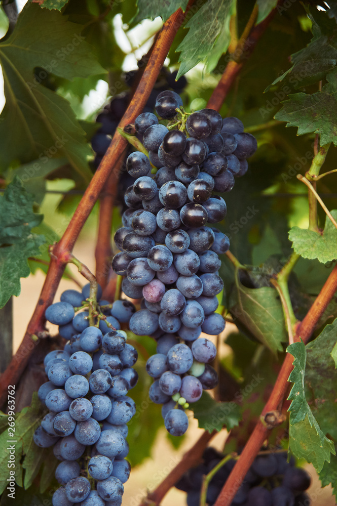 bunch of black grape at vine. ripe purple bunch. outdoor country scene. harvesting season concept.