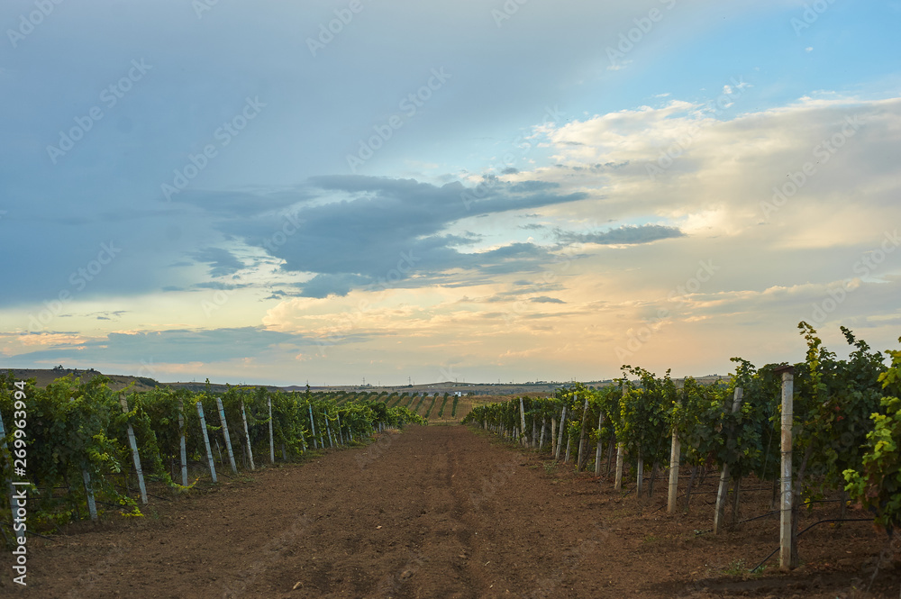 green vineyard landscape with rows of vine trees. country harvesting sceene