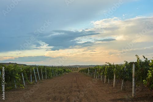 green vineyard landscape with rows of vine trees. country harvesting sceene photo