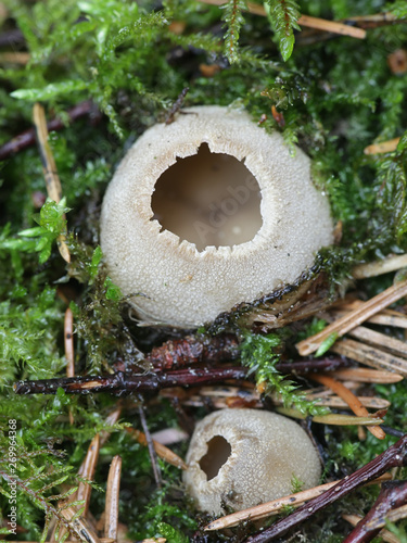 Tarzetta catinus, known as greater toothed cup fungus photo