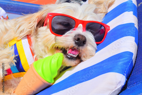 dog with sunglasses on the beach © Natallia Vintsik