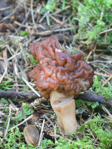 Gyromitra esculenta, known as the False Morel, a wild mushroom from Finland
