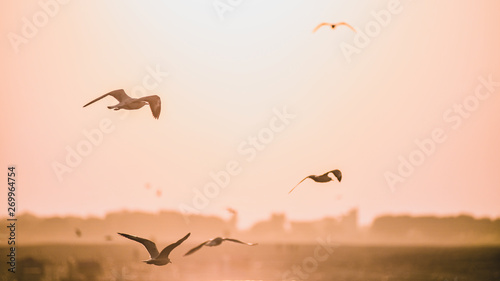 A group of wild seagulls taking flight and flying off high into the sky towards the rising sun, during the morning golden hour which was casting this orange-gold colour tone upon the entire scene.