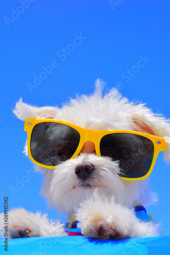 dog with sunglasses on blue background