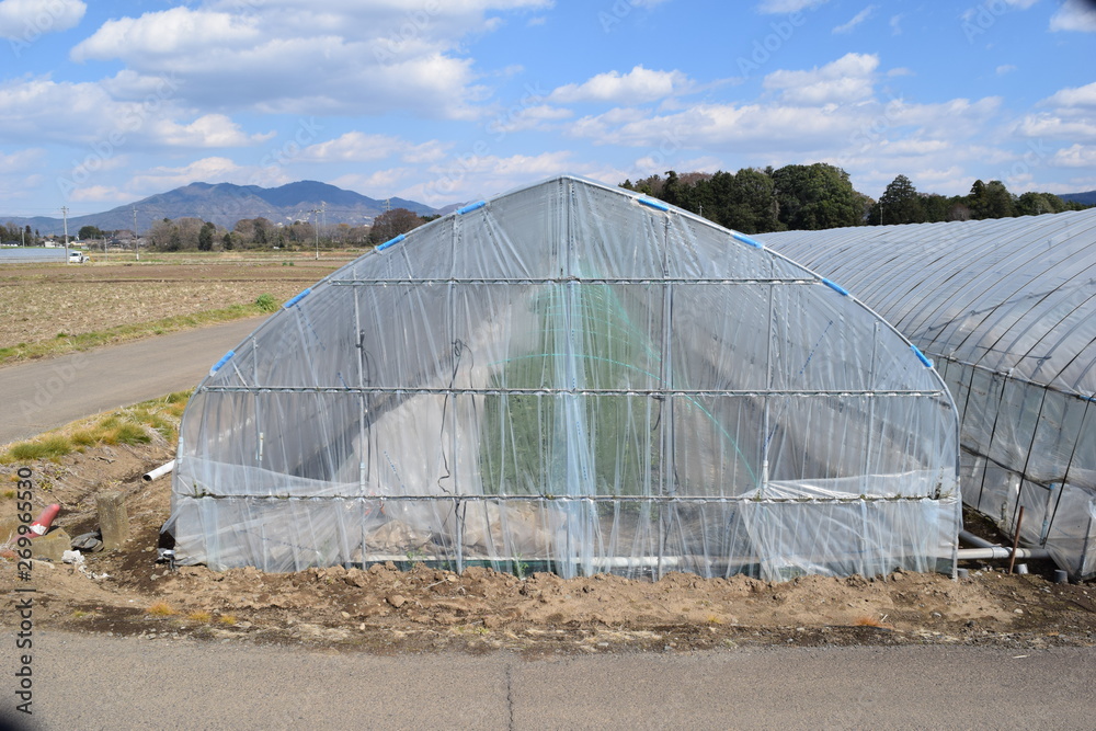 ビニールハウス栽培