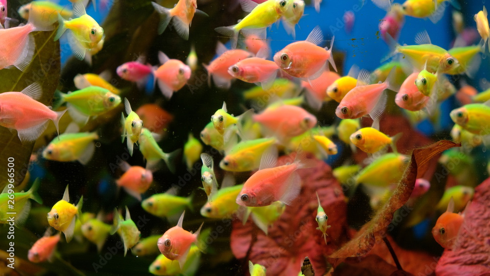 exotic colorful fish in the aquarium