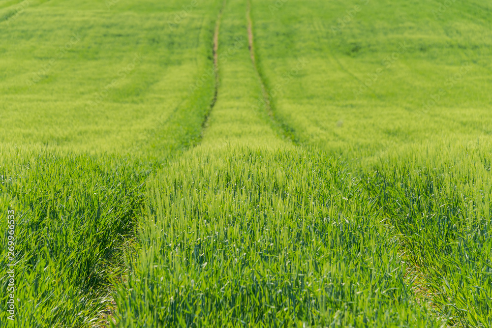 Green field with agriculture meadow and blue sky. Panoramic view to grass on the hill on sunny spring day Green field with agriculture meadow and blue sky. Panoramic view to grass on the hill on sunny spring day