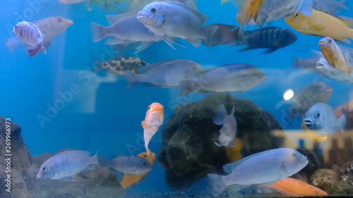 exotic colorful fish in the aquarium © urra
