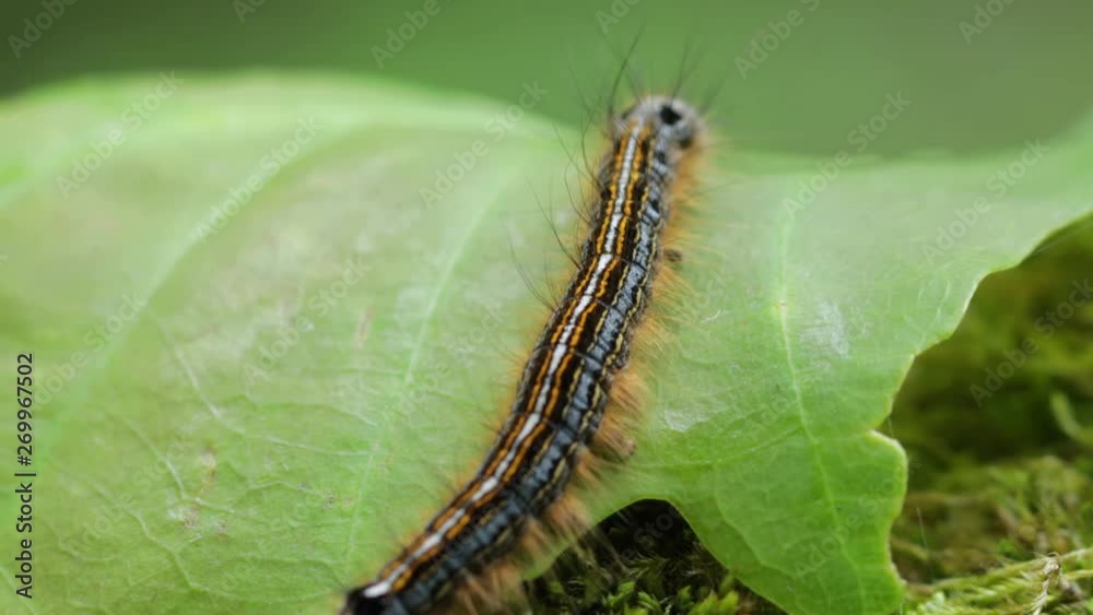 Small caterpillar crawling at the top of a leaf on moss in the forest, close up still shot Small caterpillar crawling at the top of a leaf on moss in the forest, close up still shot