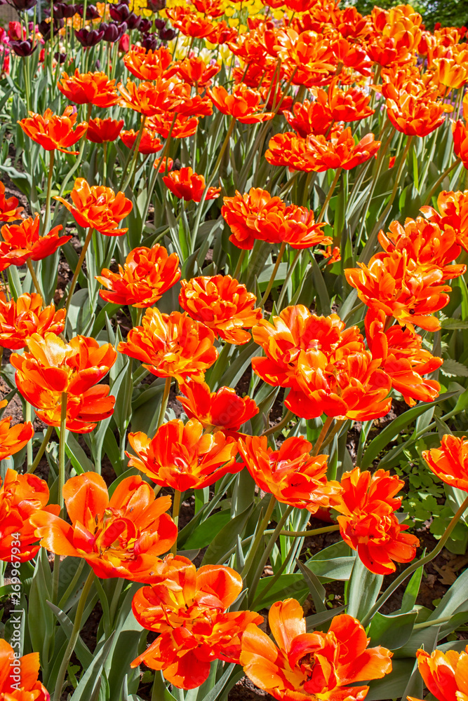 A lot of redhead red tulips double peony flower, background post card vertical photo