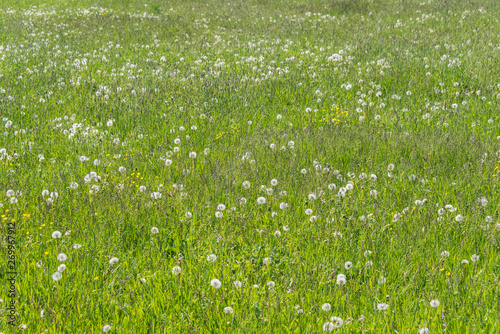 Green field with yellow flowers and blue sky. Panoramic view to grass on the hill on sunny spring day