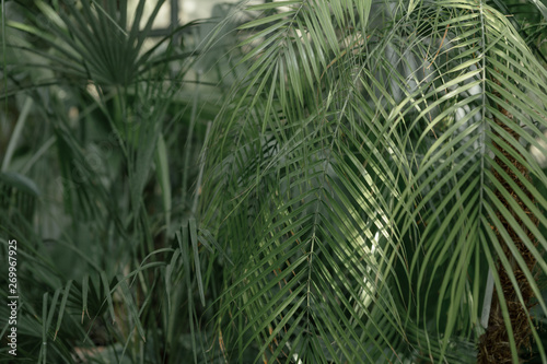 Different green plants in the greenhouse