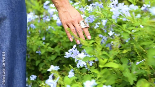 Close up of hand touching blue flowers  Guaramiranga City photo