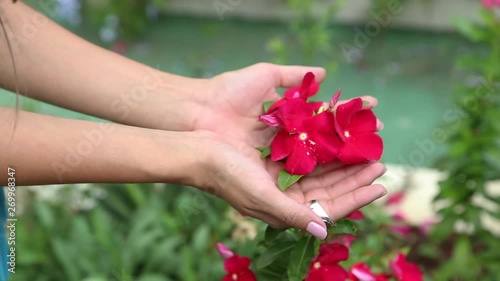 Detail of a woman hand holding a beautiful red flower photo