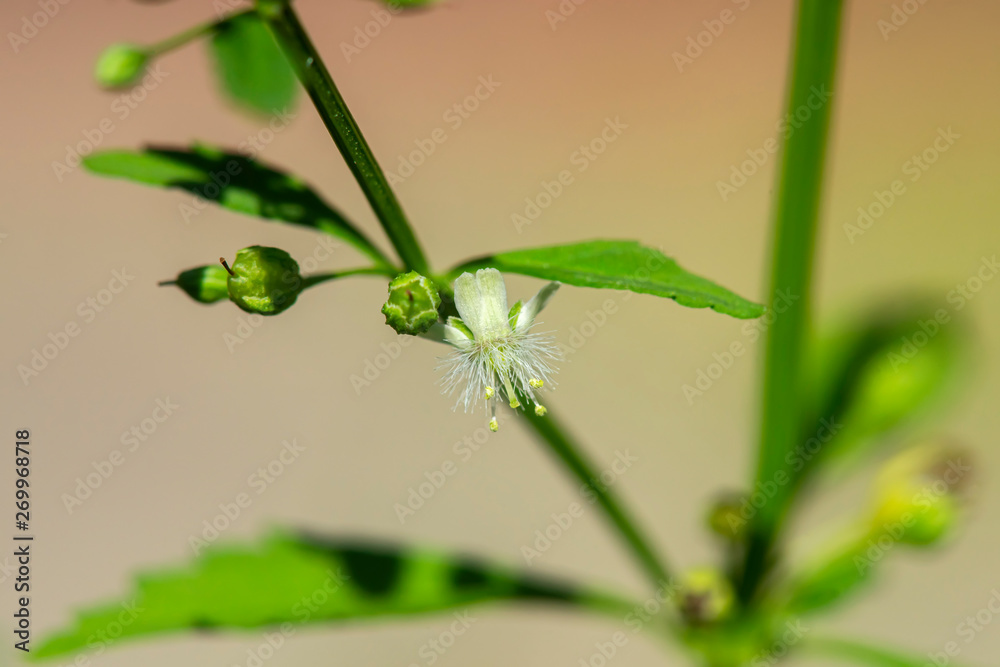 Macao Tea, Sweet Broomweed