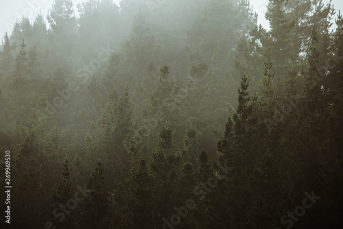 Misty landscape with forest in vintage style © Joshua