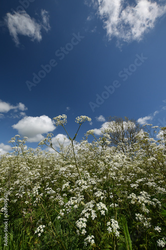 Cow parsley in a Cornish hedgerow