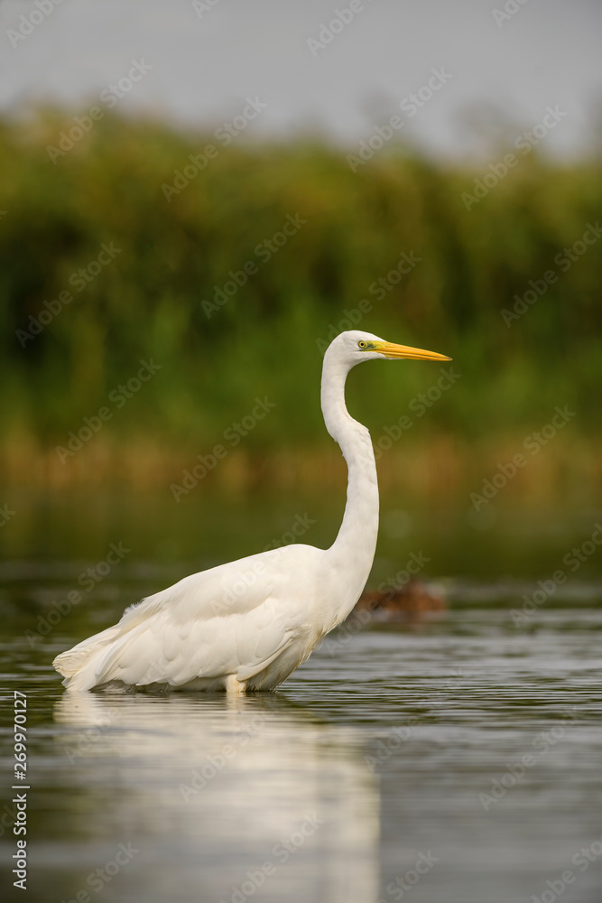 Great White Egret - Ardea alba, beautiful large egret from European fresh waters, Hortobagy National Park, Hungary. Great White Egret - Ardea alba, beautiful large egret from European fresh waters, Hortobagy National Park, Hungary.