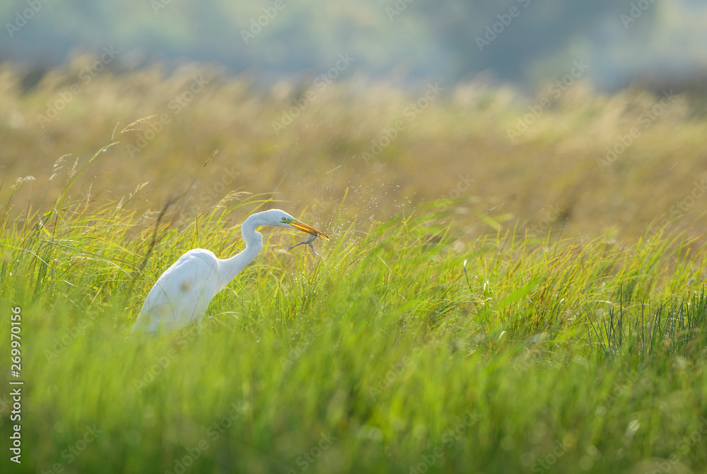 Obraz premium Great White Egret - Ardea alba, beautiful large egret from European fresh waters, Hortobagy National Park, Hungary.