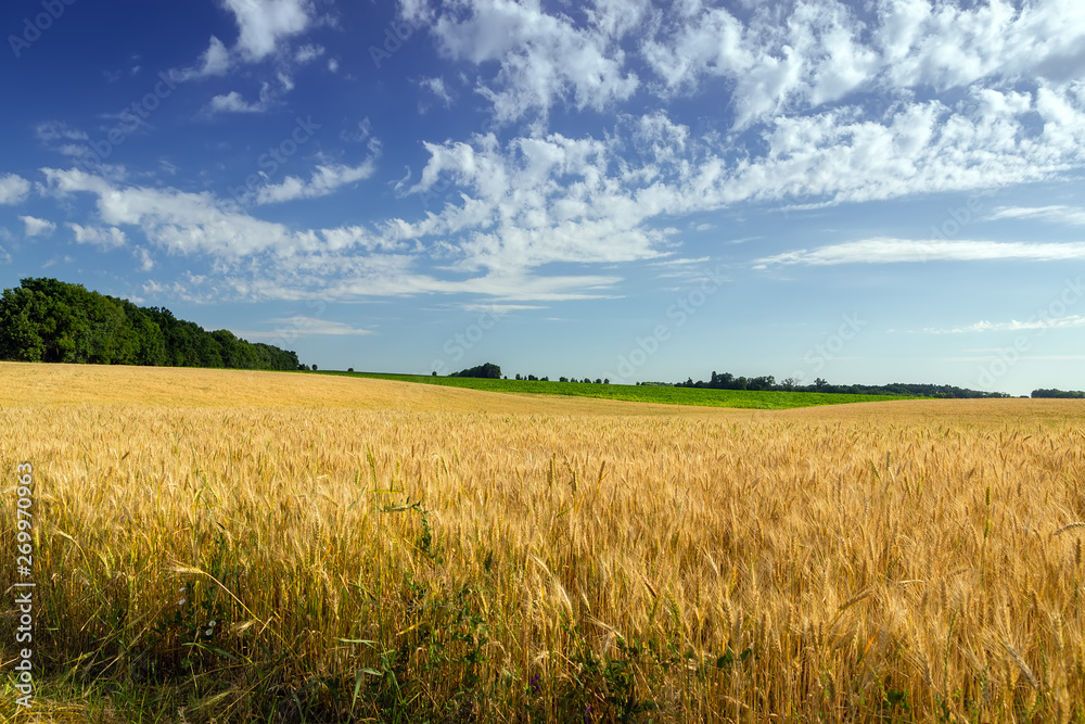 Agriculture Wheat crop field summer landscape Agriculture Wheat crop field summer landscape