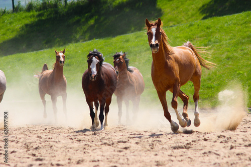 herd of horses running in the field, a herd of colorful horses runs gallop in the dust