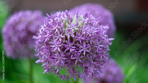 Decorative bow  flowers  purple ball.