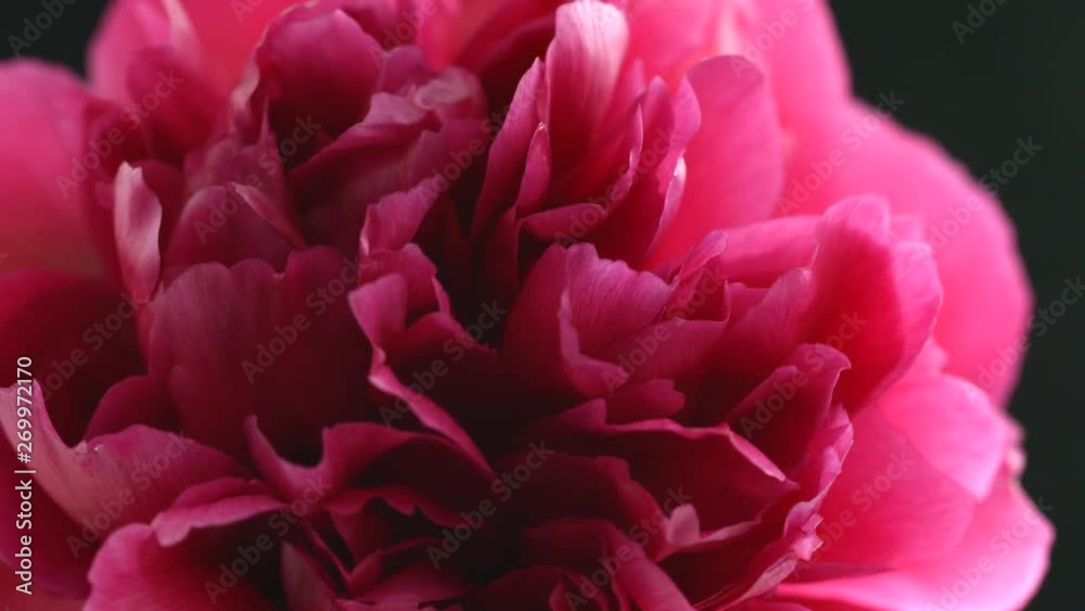 Beautiful dark purple peony flower open on black background. Blooming red peony flowers opening closeup. Blossom closeup. Timelapse 4K UHD video footage. 3840X2160 Beautiful dark purple peony flower open on black background. Blooming red peony flowers opening closeup. Blossom closeup. Timelapse 4K UHD video footage. 3840X2160