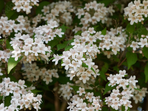 Beauty bush or Linnaea amabilis (Kolkwitzia amabilis)